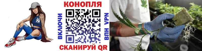 цена наркотик  Микунь  Шишки марихуана сатива 